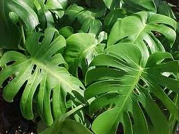 Philodendron