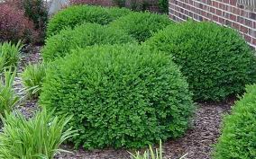 Boxwood
