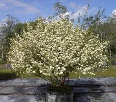 Walter's Viburnum