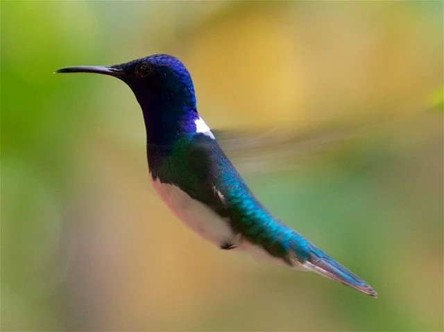 Blue_Hummingbird.jpg