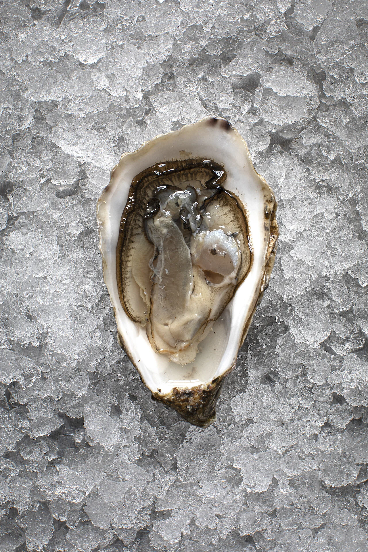 oyster FX Buckley-21771 copy.jpg