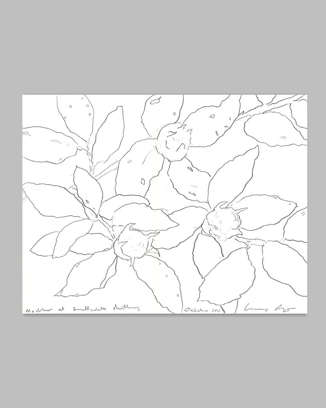 🍁NEW RELEASE: ‘Smallcombe Nuttery Medlar - Autumn’
Graphite on vintage Hayle Mill paper
40 × 30 cm unframed / 46 × 36 cm framed
About the work: 
We’re now in autumn, and I’ve returned to the nuttery to continue