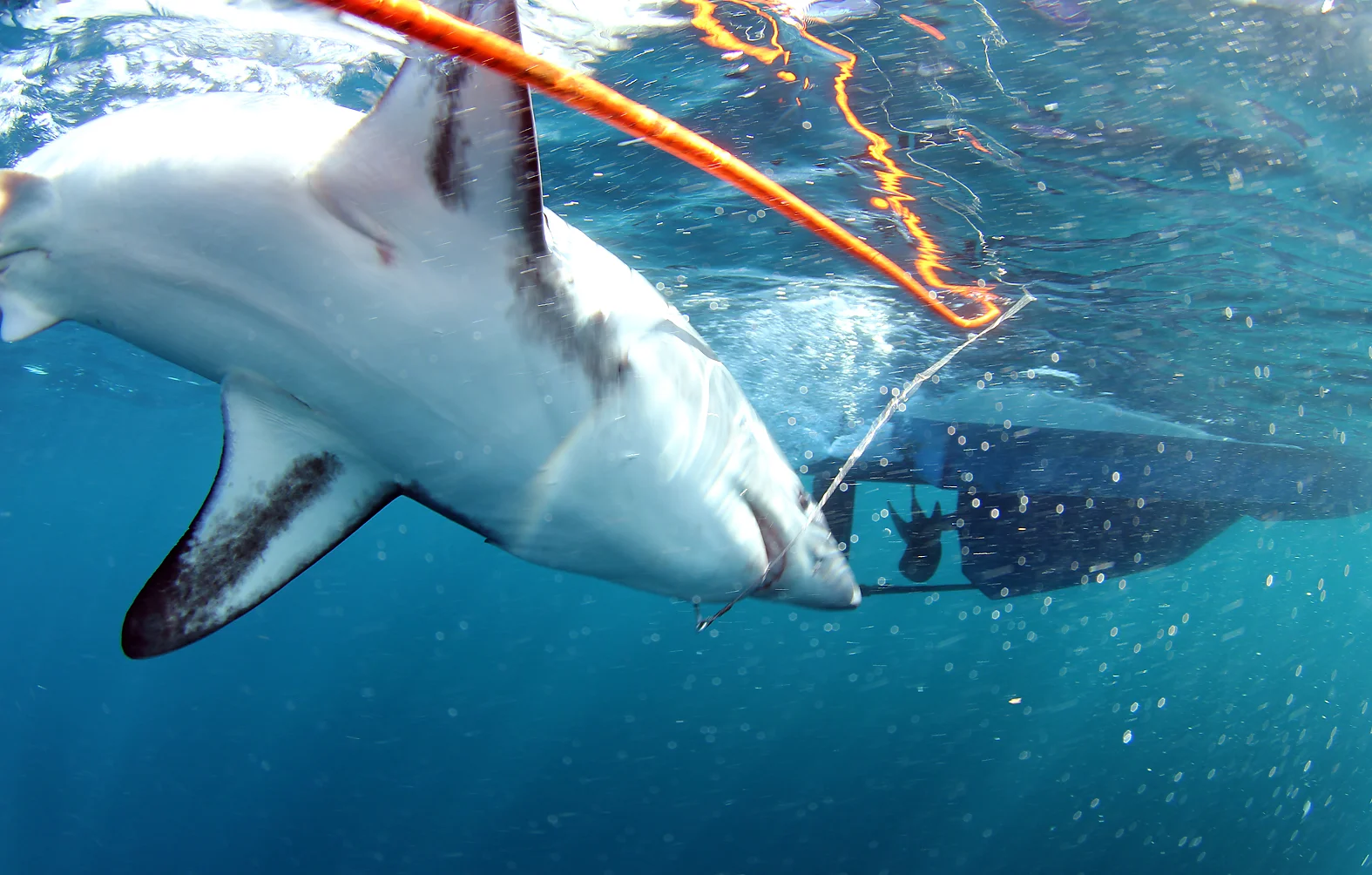 Showtime, a porbeagle takes the bait