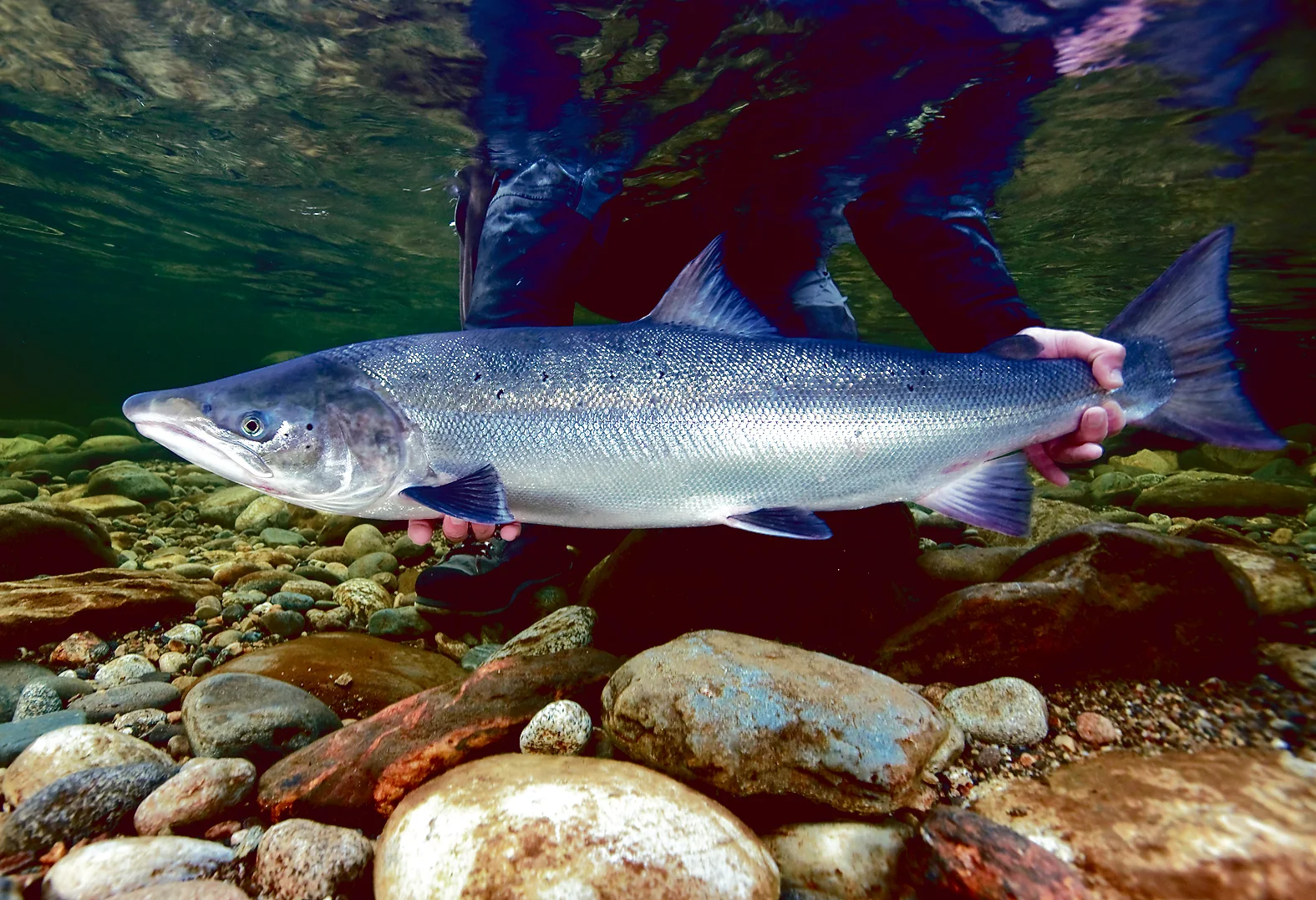 Underwater shot of an Atlantic salmon being released on the Gaula river, Norway.
