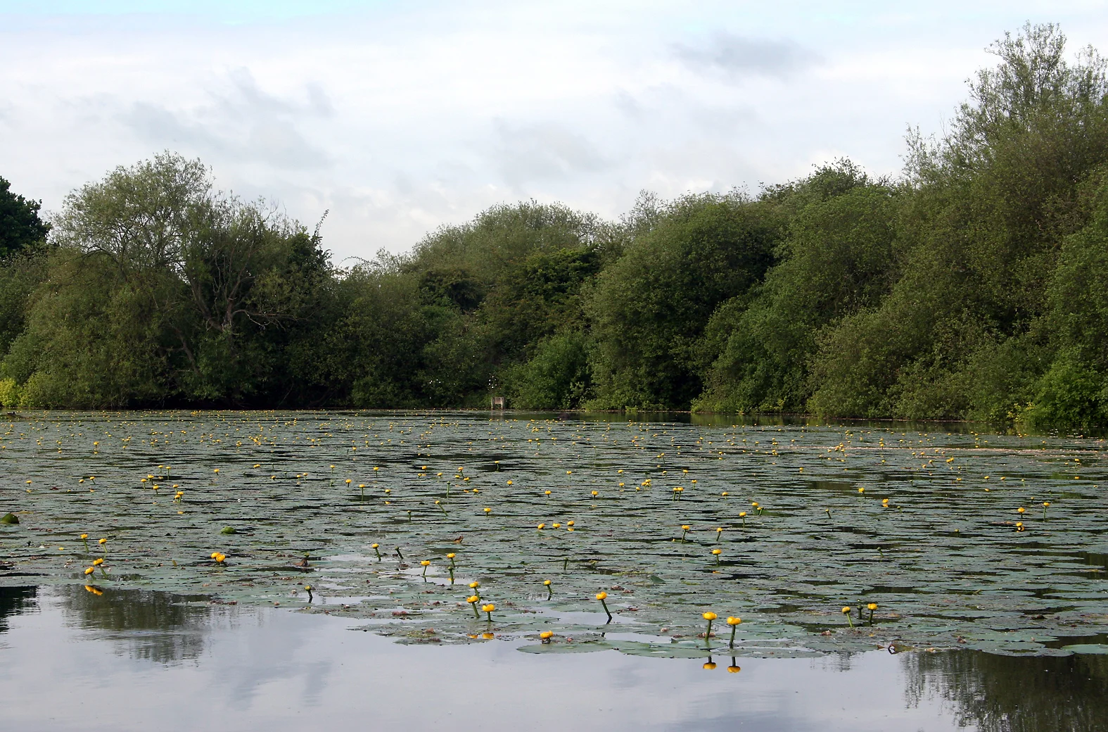 What lies beneath? A carp's idea of heaven?