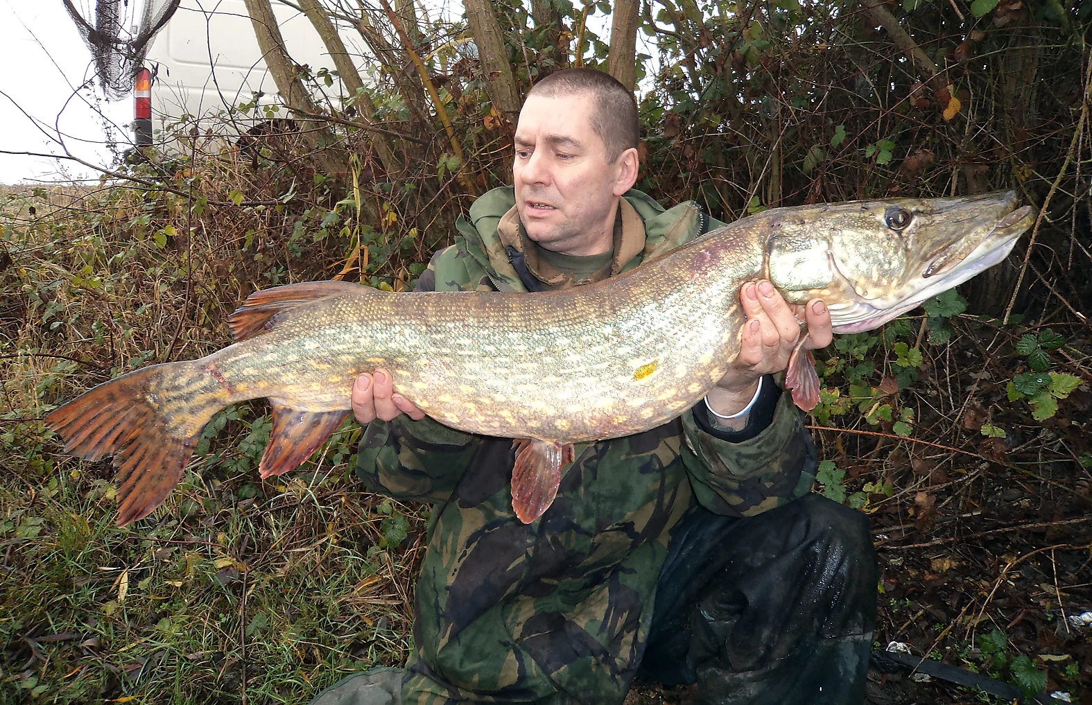 Yep, it's that same fish again