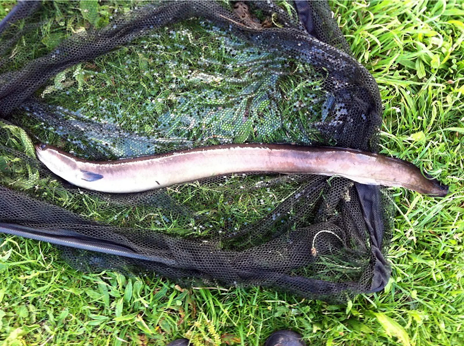 He always catches when I'm not around! Gary's 4lb eel