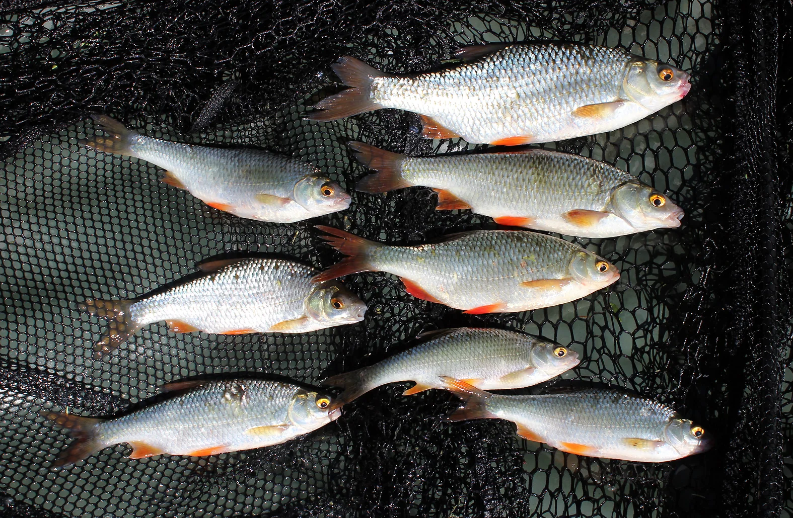 Silver beauties, just a few of the many roach we had, saved for a photo