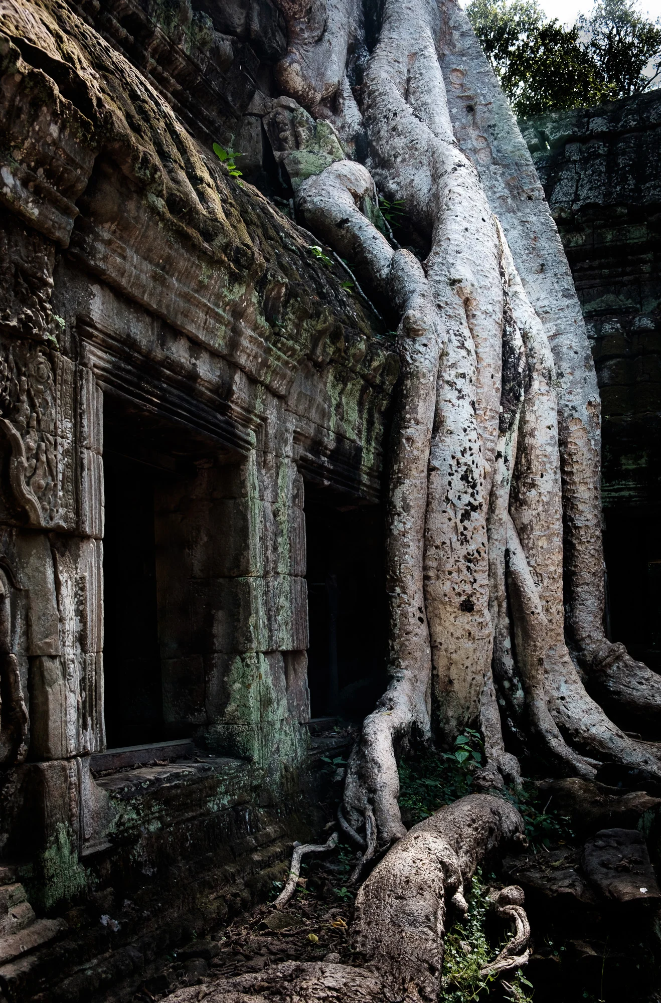 Ta Prohm, Siem Riep, Cambodia