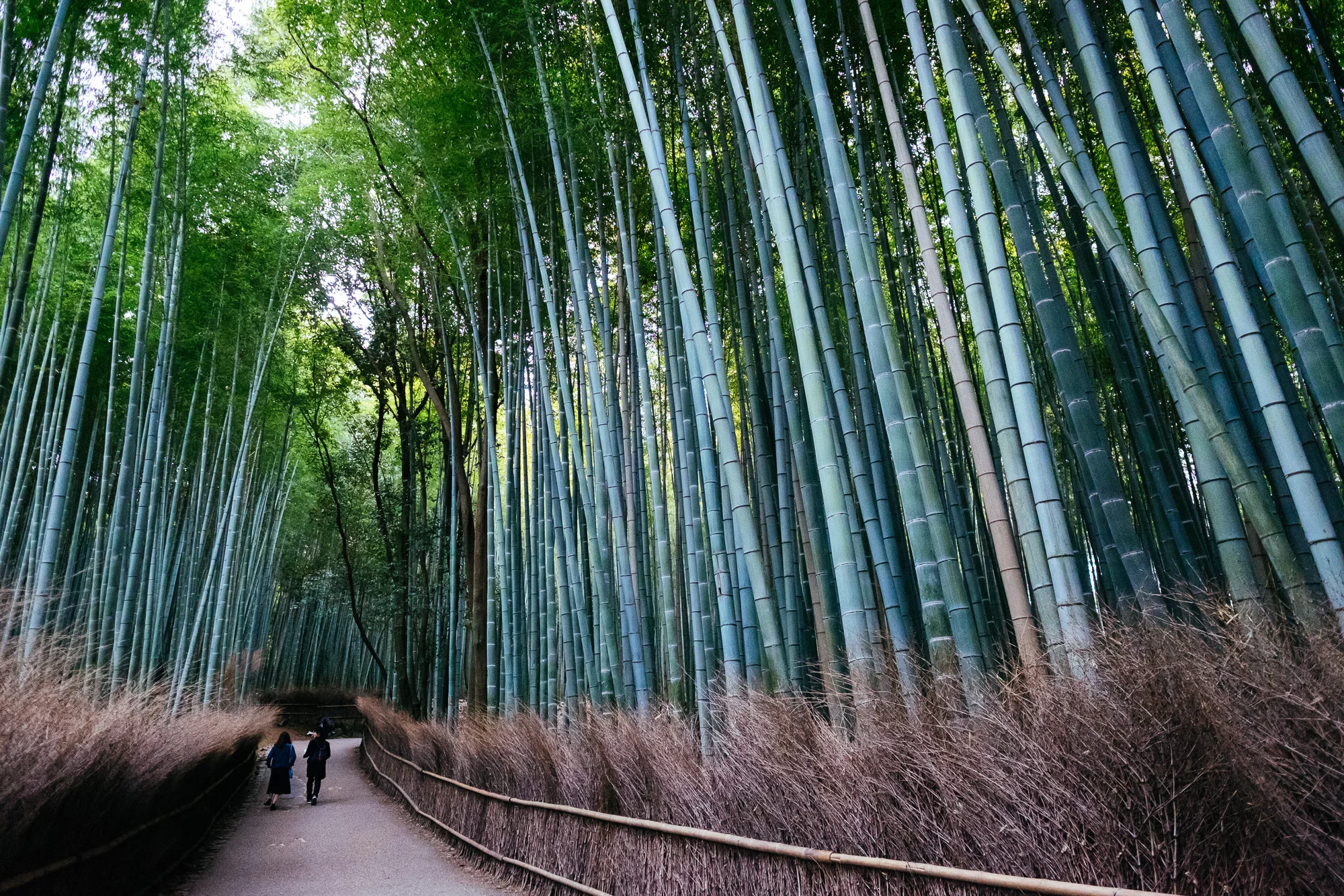 Arashiyama bamboo forest