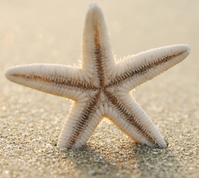 shutterstock_47417581.jpg