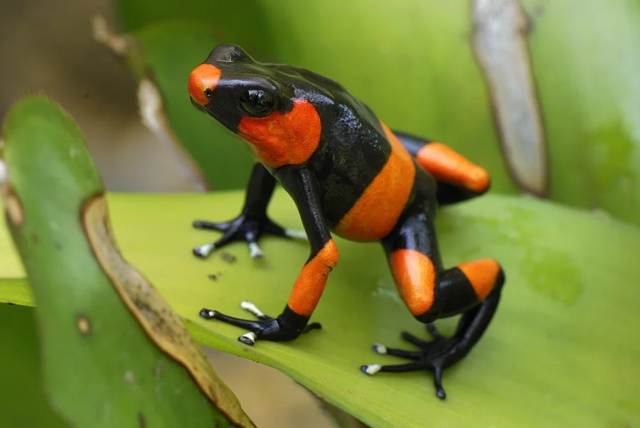 Lehmann's Poison Frog.jpg
