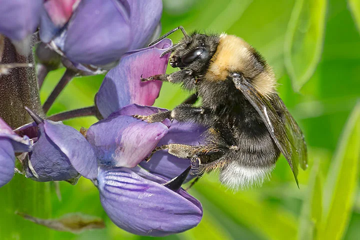 Western Bumble Bee Alistair Fraser.jpg