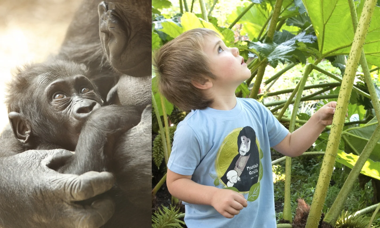 $1 for One. Support the extraordinary work of the International Gorilla Conservation Programme in Rwanda by purchasing a SpeeZees Mountain Gorilla kids tee in Baby Blue or Happy Sun. Made from 100% GOTS certified organic cotton .