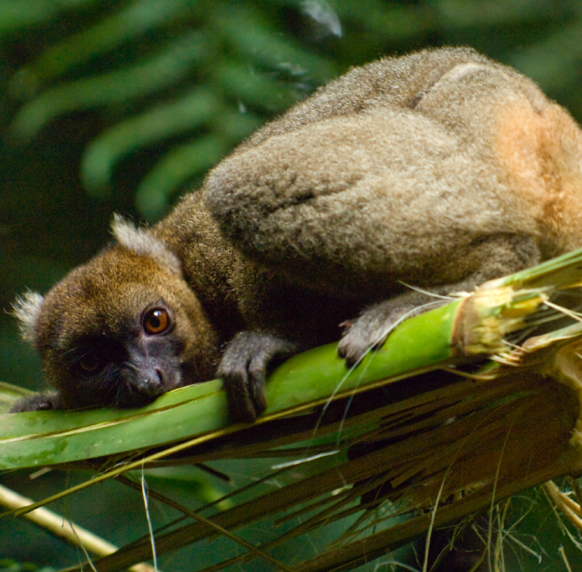 lemur.png