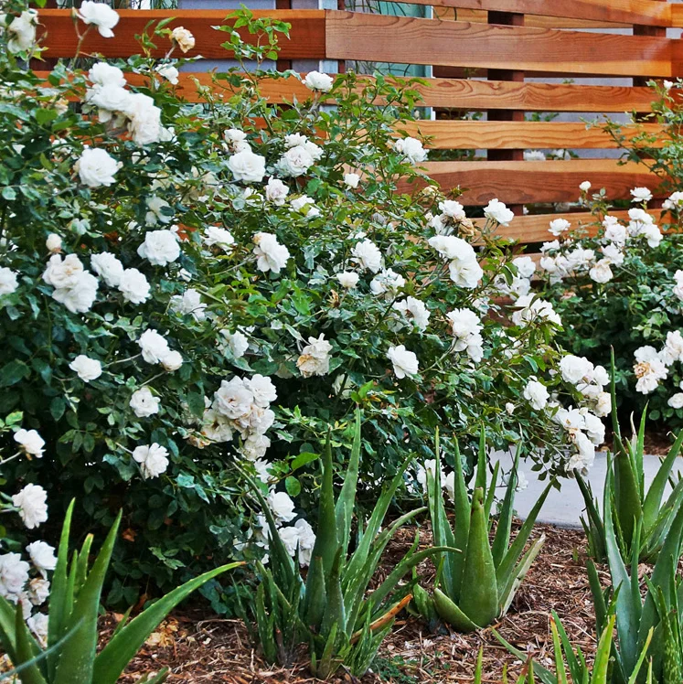 Rosa Floribunda ‘iceberg’