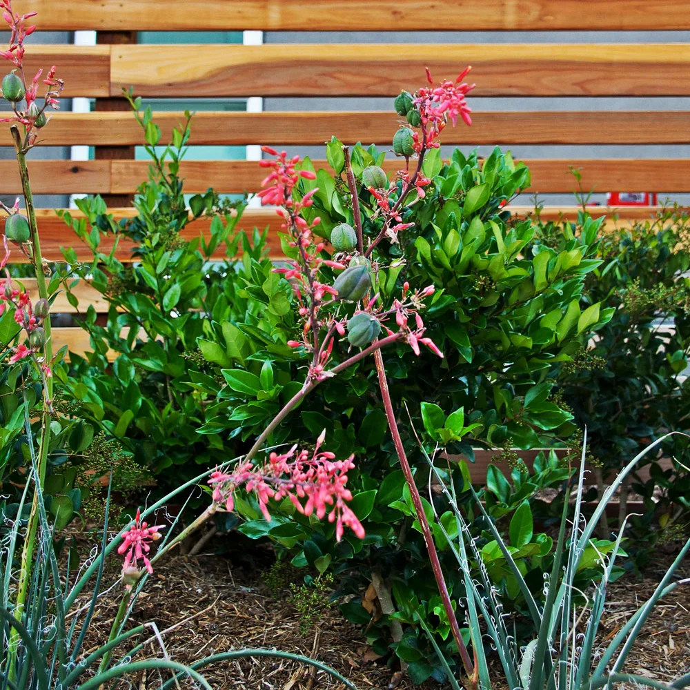 Hesperaloe Parviflora