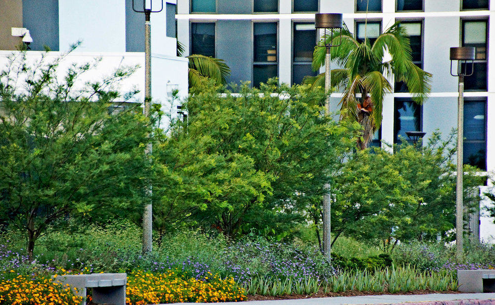 mccullough-SDSU-East-Campus-Drive-08.jpg