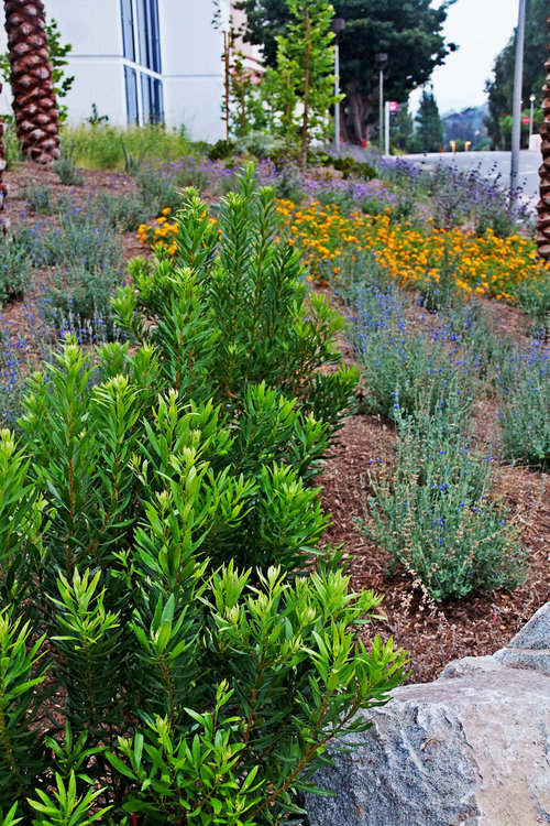 mccullough-SDSU-East-Campus-Drive-09.jpg