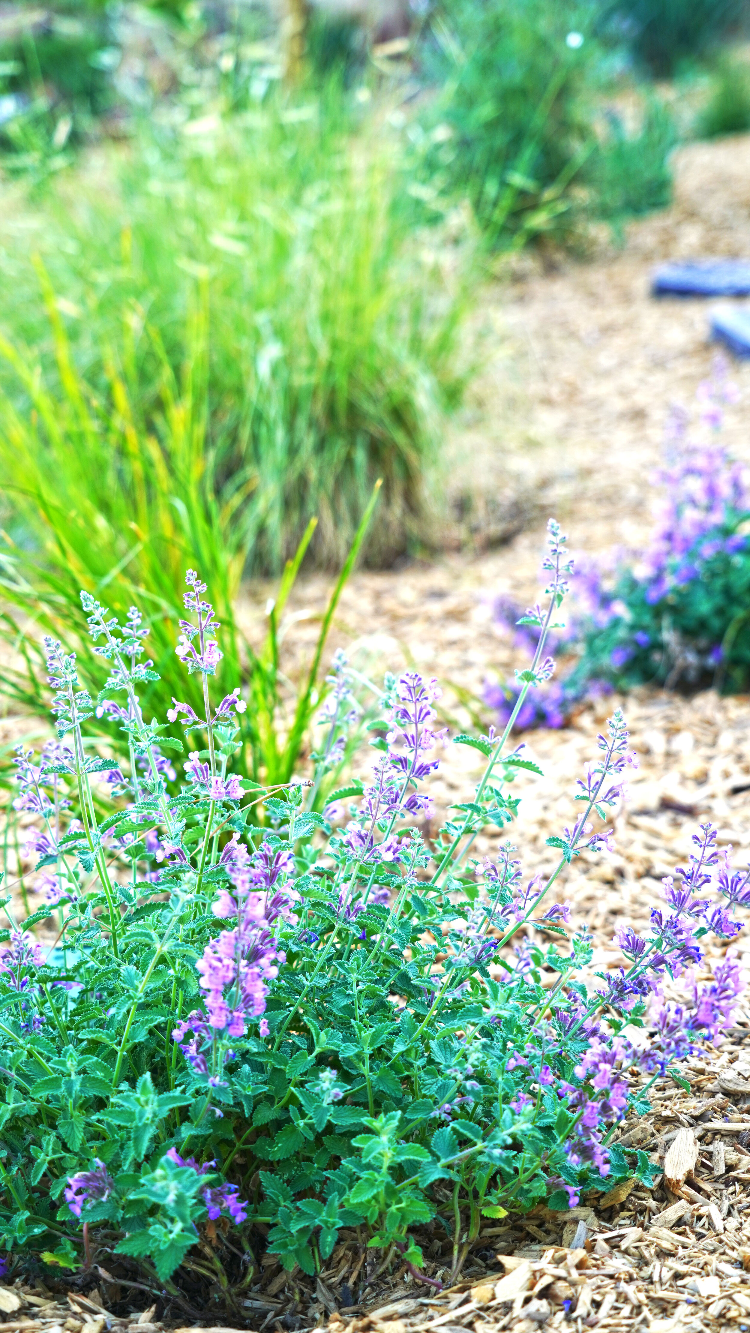 Walk Like They Talk Helix Water District s New Water Wise Garden 