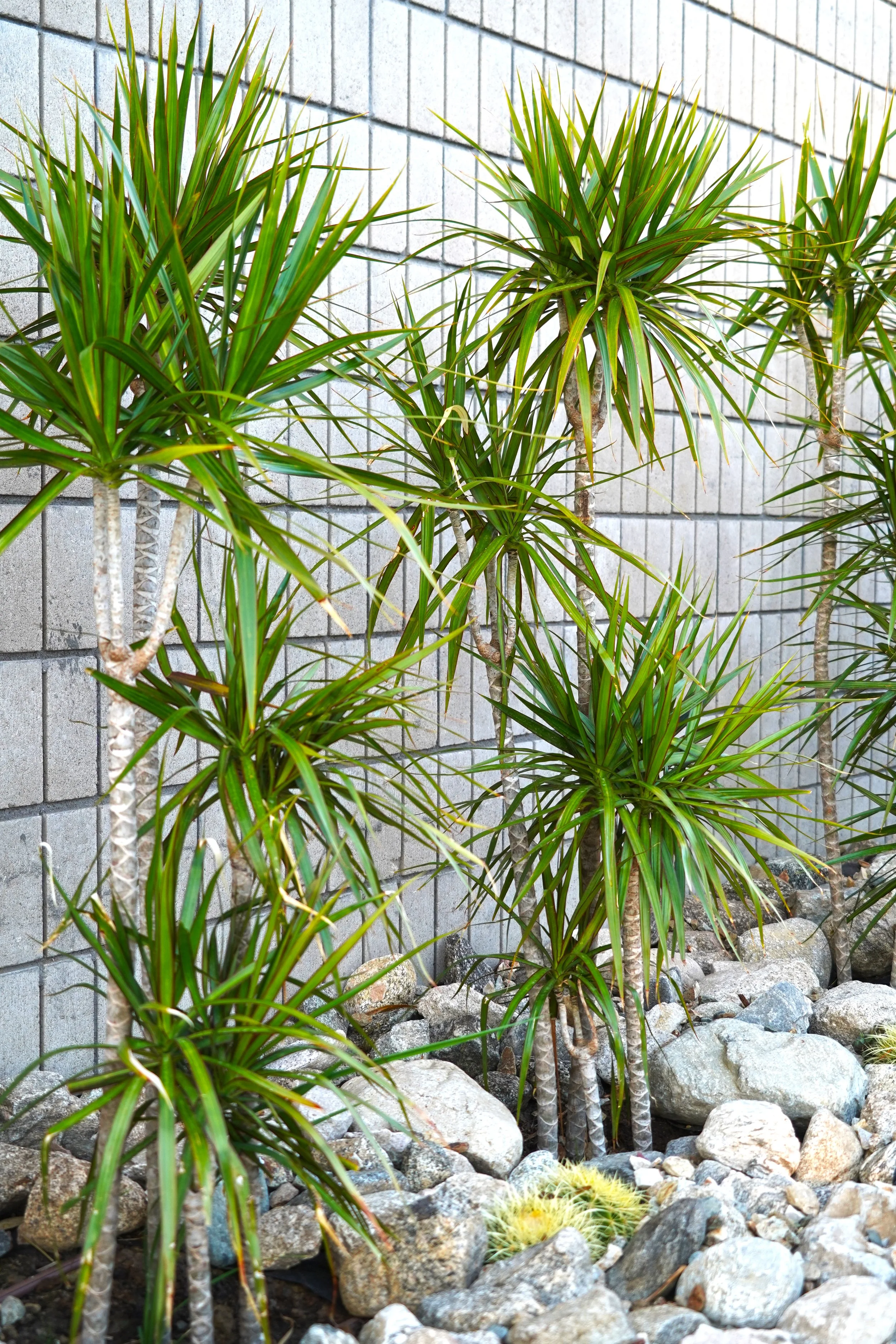 aDSC09489.jpg