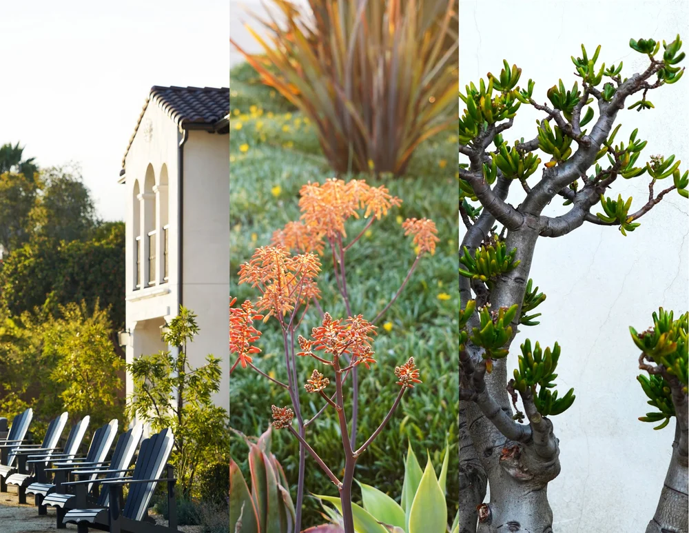 Elevating Independent Senior Living: The Landscape Vision for Avia La Jolla