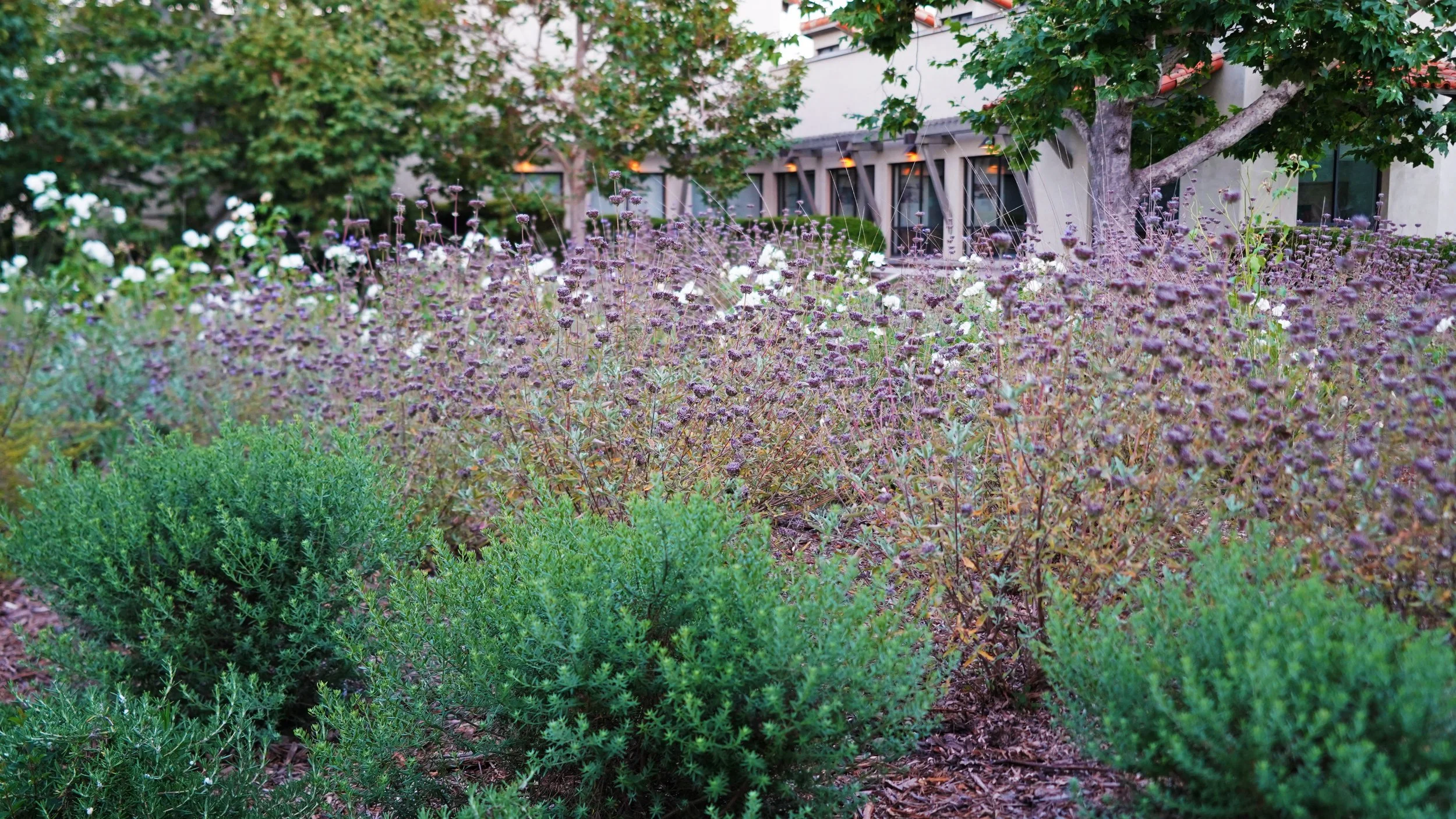 Poway Commons Town Center Plaza Park — McCullough San Diego