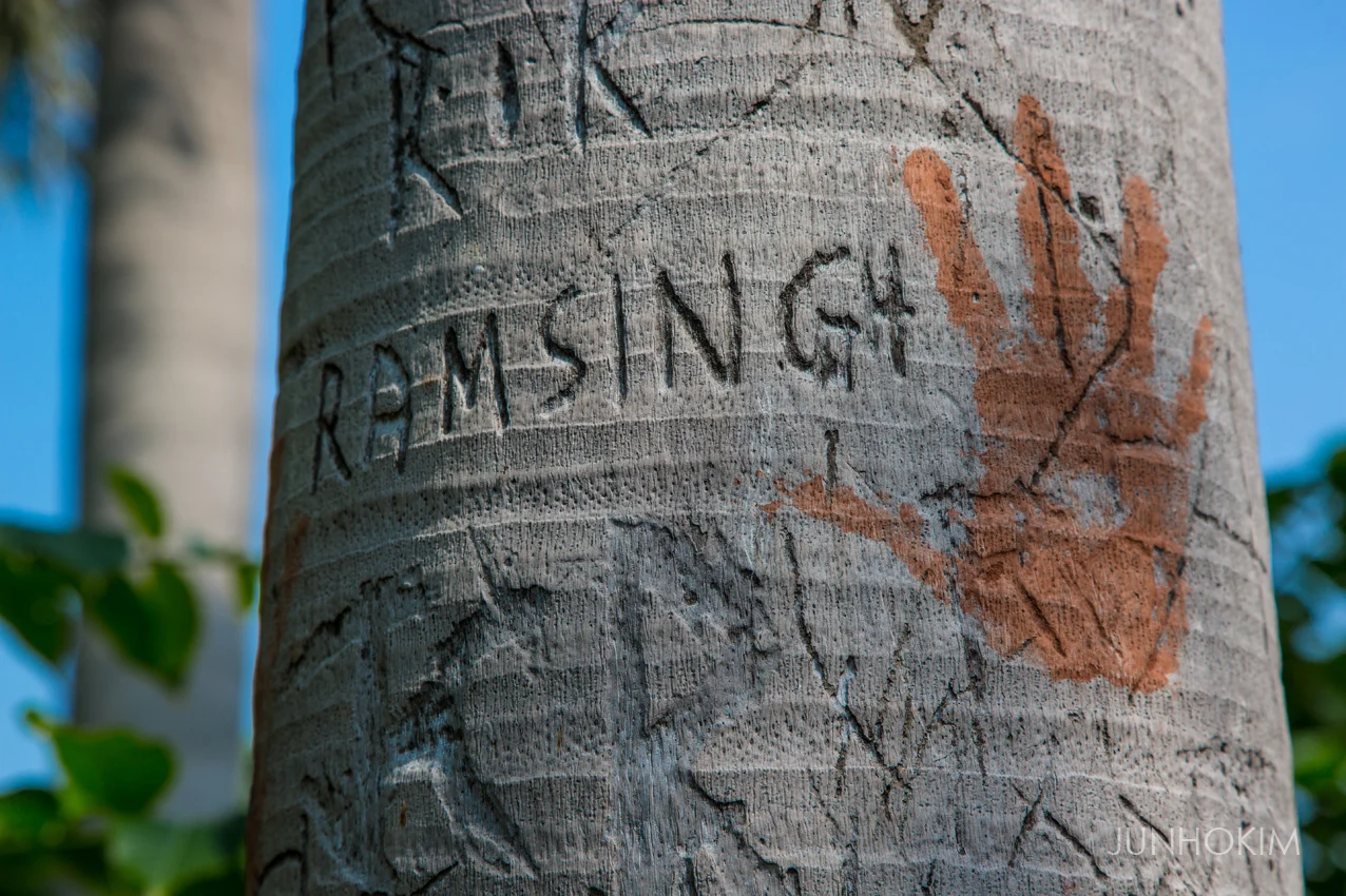 Trees are givers