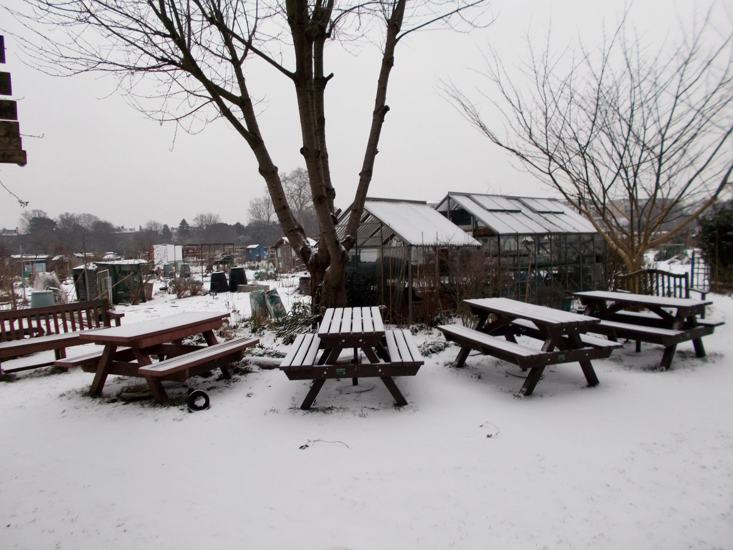 March Snow at the Allotments