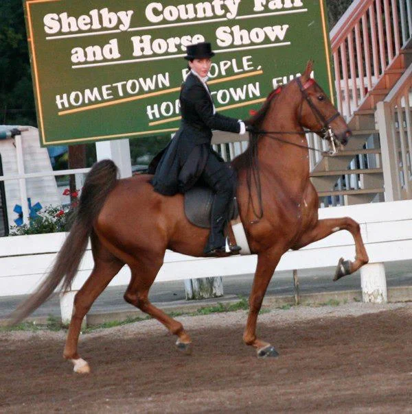 Shelby County Fair Horse Show