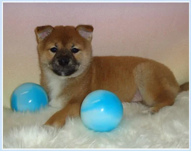 Shio the Shiba formerly known as Nemo
