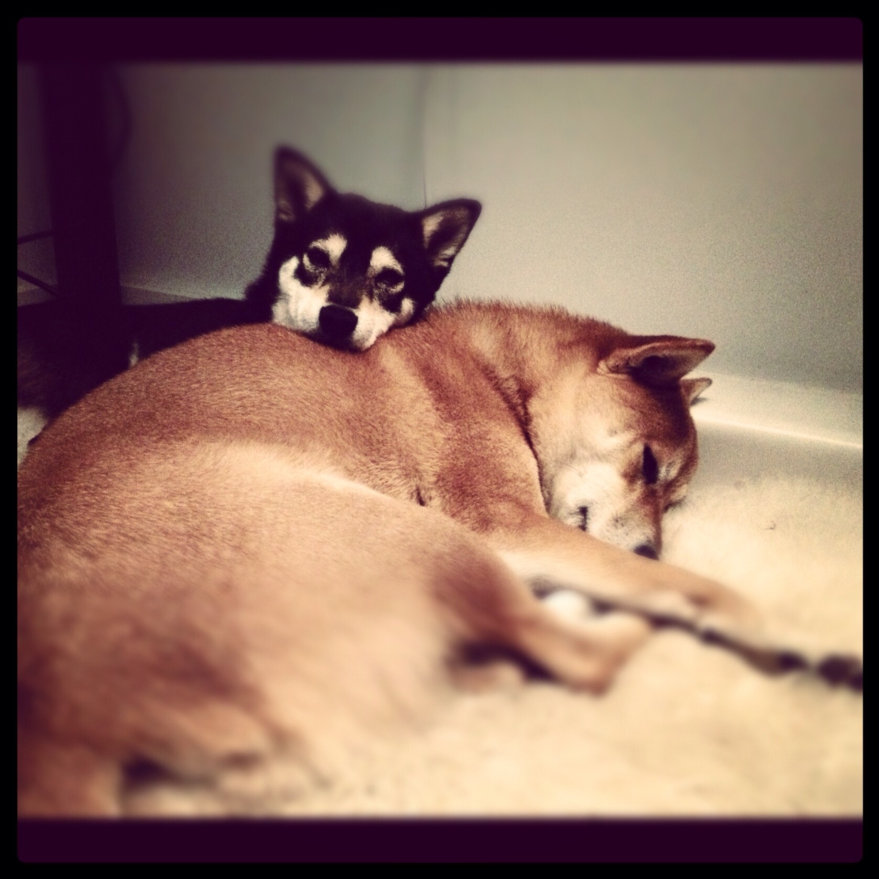 Emi lying on Shio