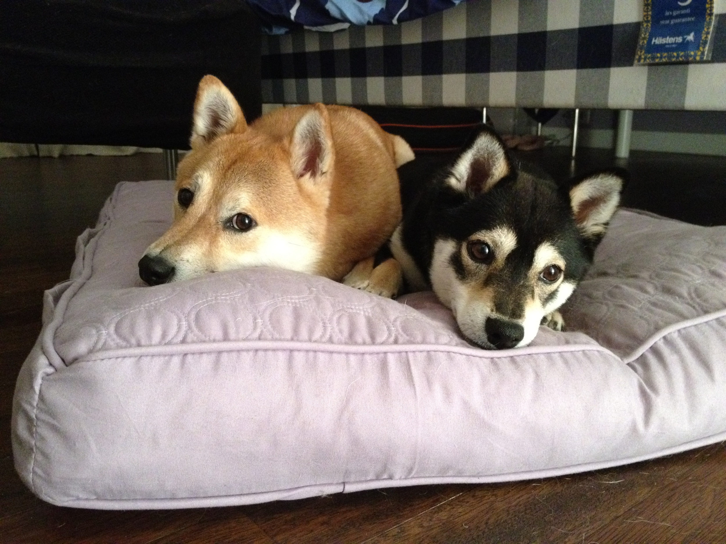 Sharing a bed