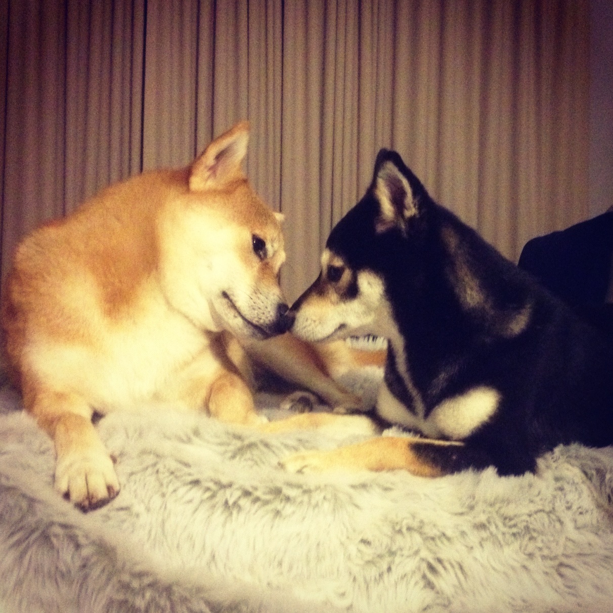 Eskimo Kisses