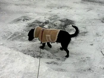Odie8_01.JPG