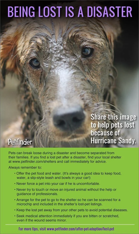 SandyLostPets.jpg