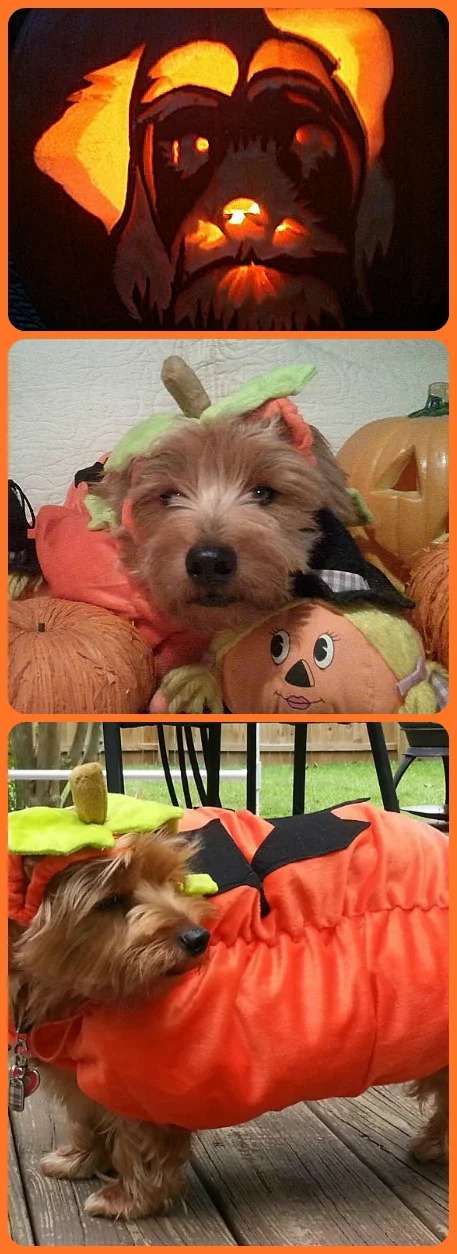 Pumpkin2 Collage.jpg