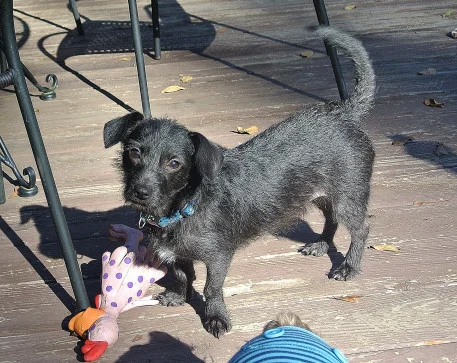 Odie6_01.JPG