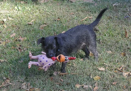 Odie7_01.JPG