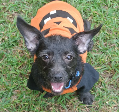 Odie5_01.JPG