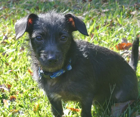Odie2_01.JPG
