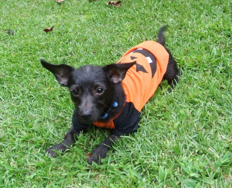 Odie4_01.JPG