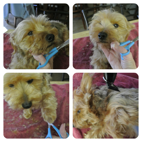 shaggy2 Collage.png