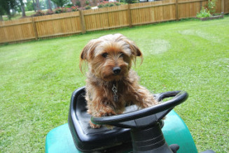 yardwork2_01.JPG
