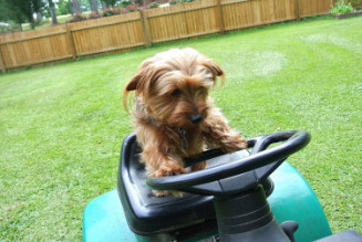 yardwork5_01.JPG