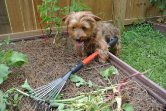 yardwork3_01.JPG