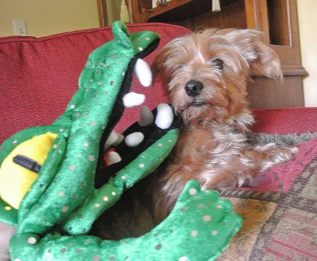 Gator1_01.JPG