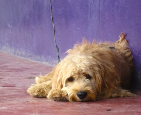 sad-dog.jpg