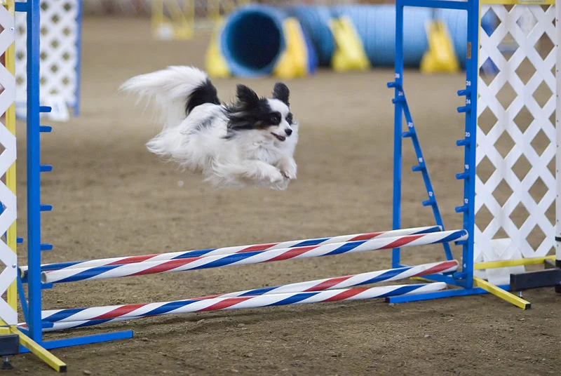 800px-Papillon_dog_agility_jump.jpg