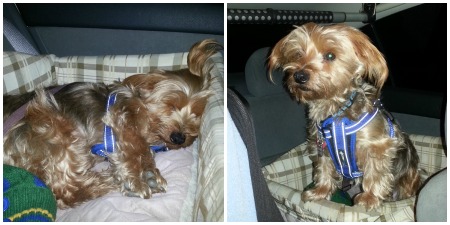 carseat Collage.jpg